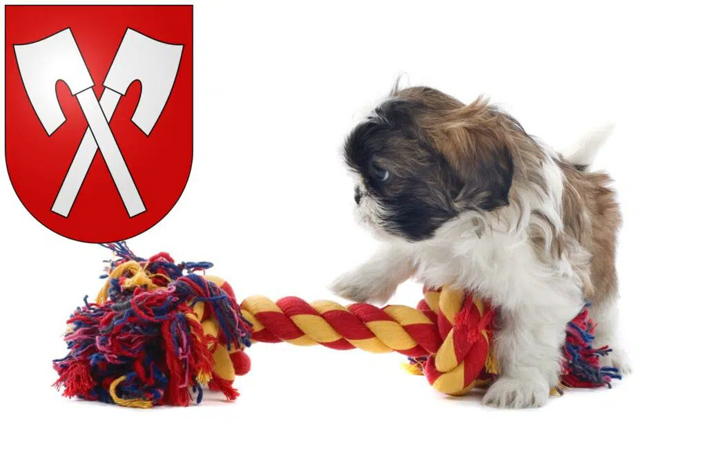 Shih Tzu Züchter mit Welpen Biel, Schweiz
