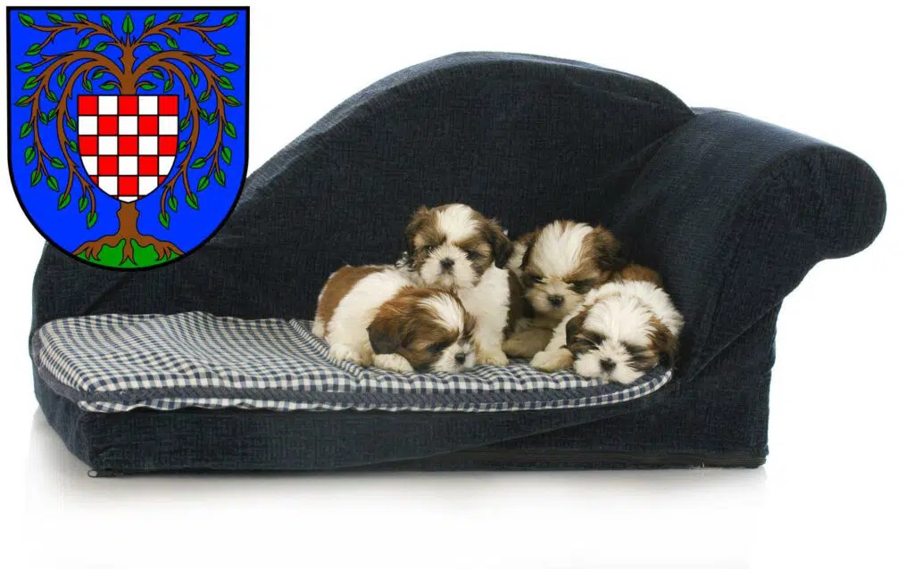 Shih Tzu Züchter mit Welpen Birkenfeld (Nahe), Rheinland-Pfalz