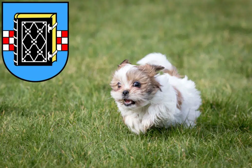 Shih Tzu Züchter mit Welpen Bochum, Nordrhein-Westfalen