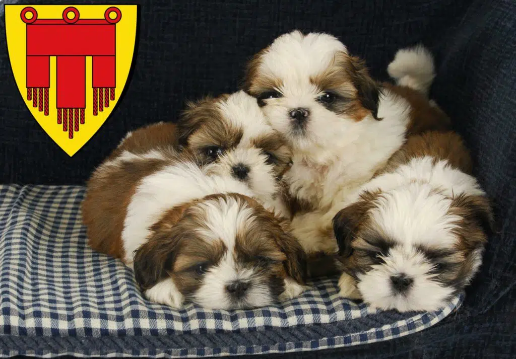 Shih Tzu Züchter mit Welpen Böblingen, Baden-Württemberg
