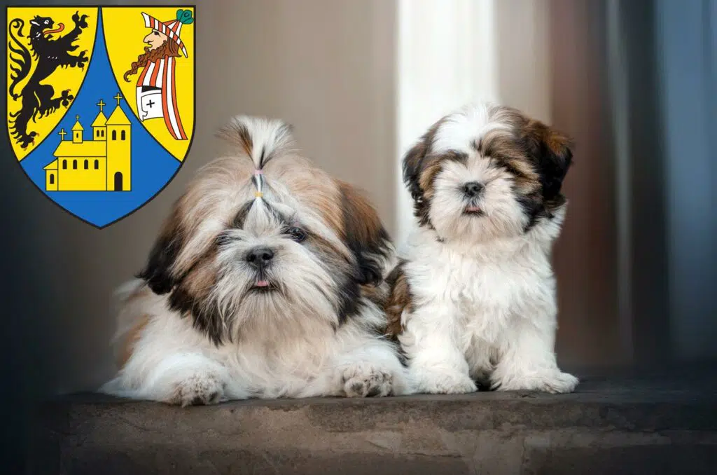Shih Tzu Züchter mit Welpen Borna, Sachsen
