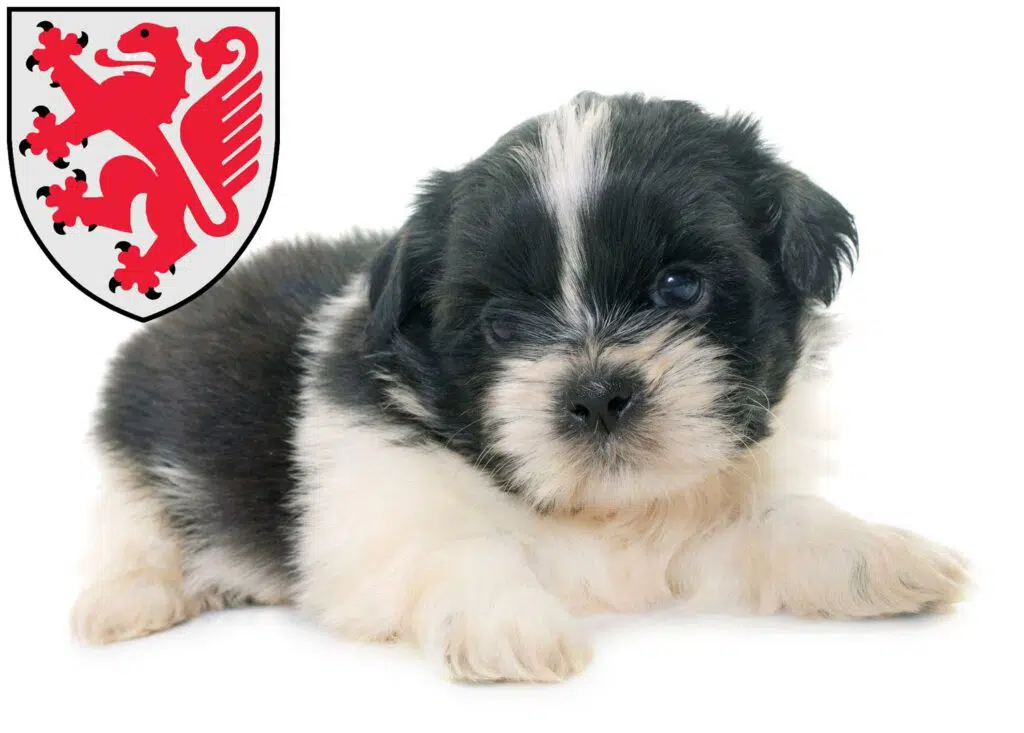 Shih Tzu Züchter mit Welpen Braunschweig, Niedersachsen