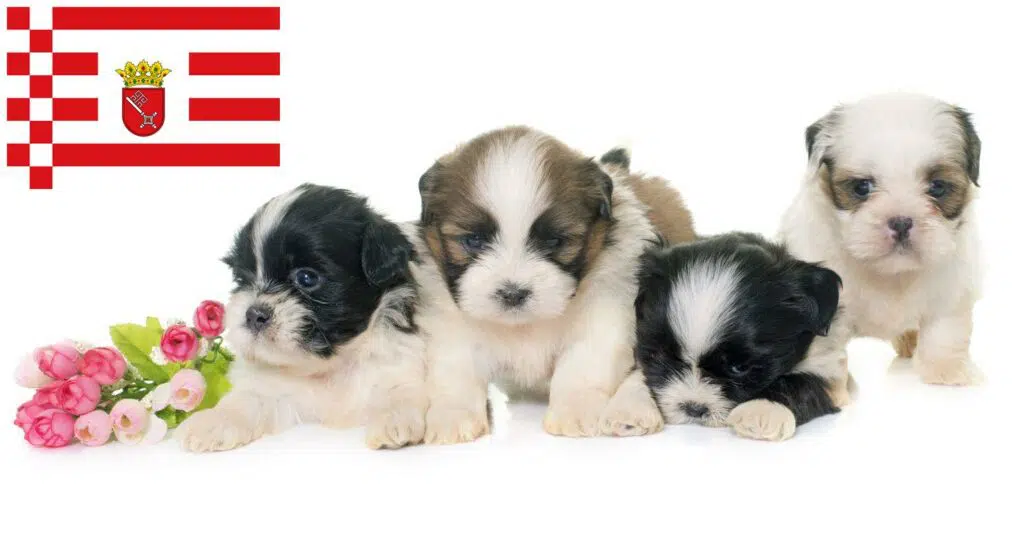 Shih Tzu Züchter mit Welpen Bremen