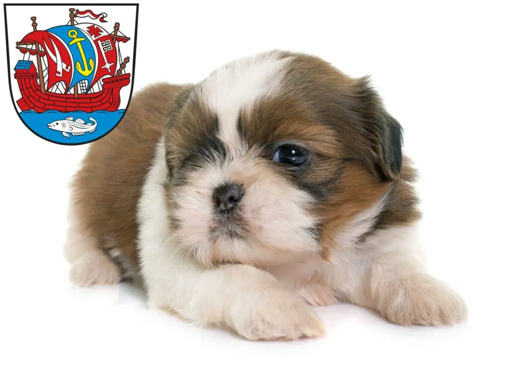 Shih Tzu Züchter mit Welpen Bremerhaven, Bremen
