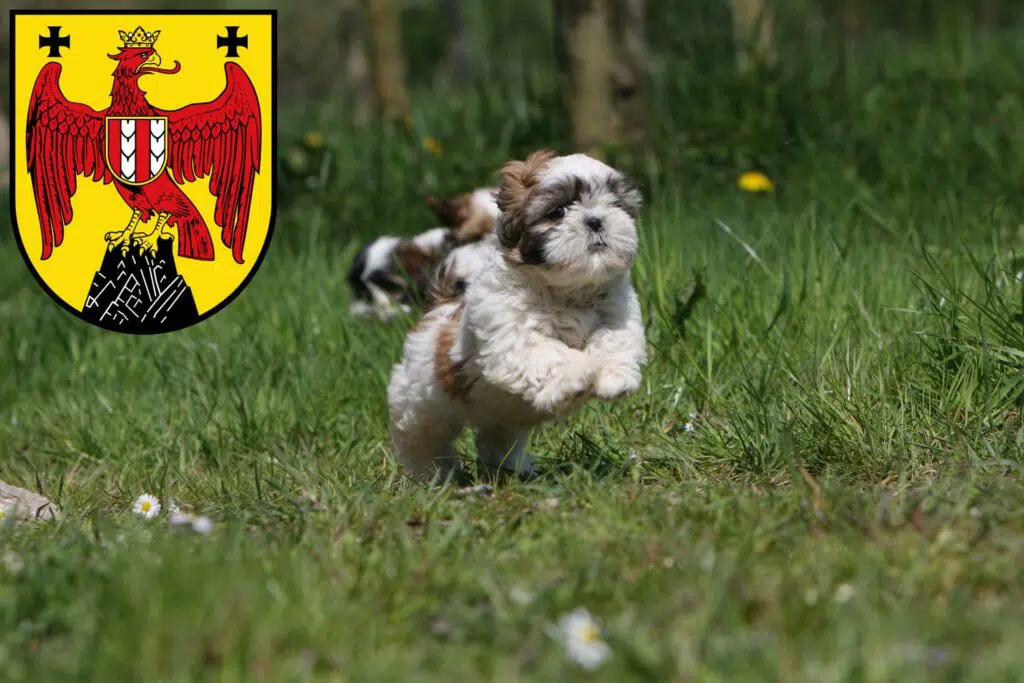 Shih Tzu Züchter mit Welpen Burgenland, Österreich