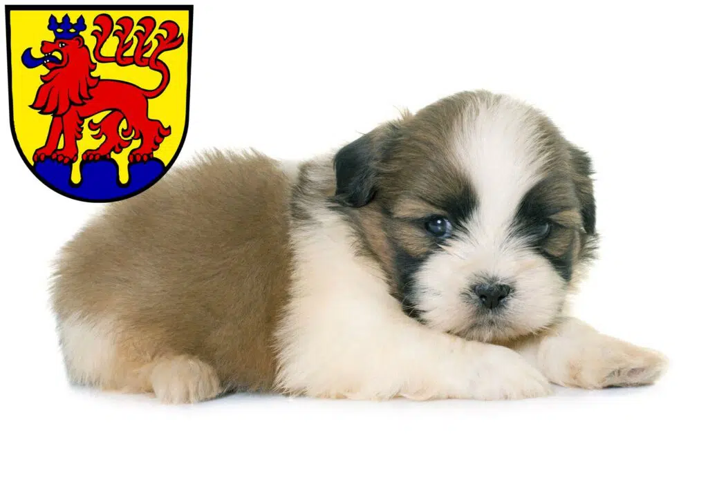 Shih Tzu Züchter mit Welpen Calw, Baden-Württemberg