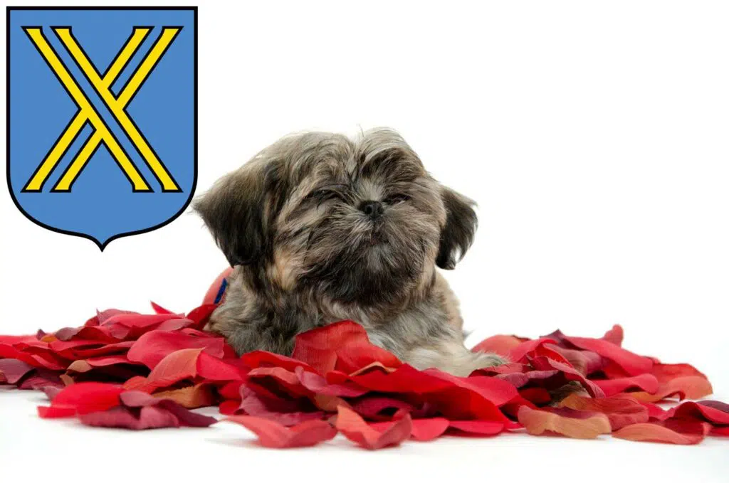 Shih Tzu Züchter mit Welpen Castrop-Rauxel, Nordrhein-Westfalen