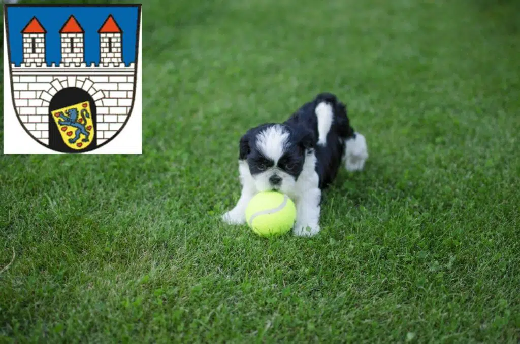 Shih Tzu Züchter mit Welpen Celle, Niedersachsen