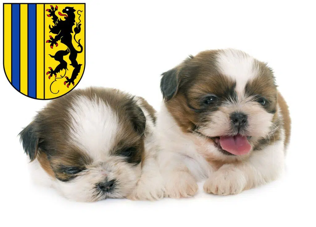 Shih Tzu Züchter mit Welpen Chemnitz, Sachsen