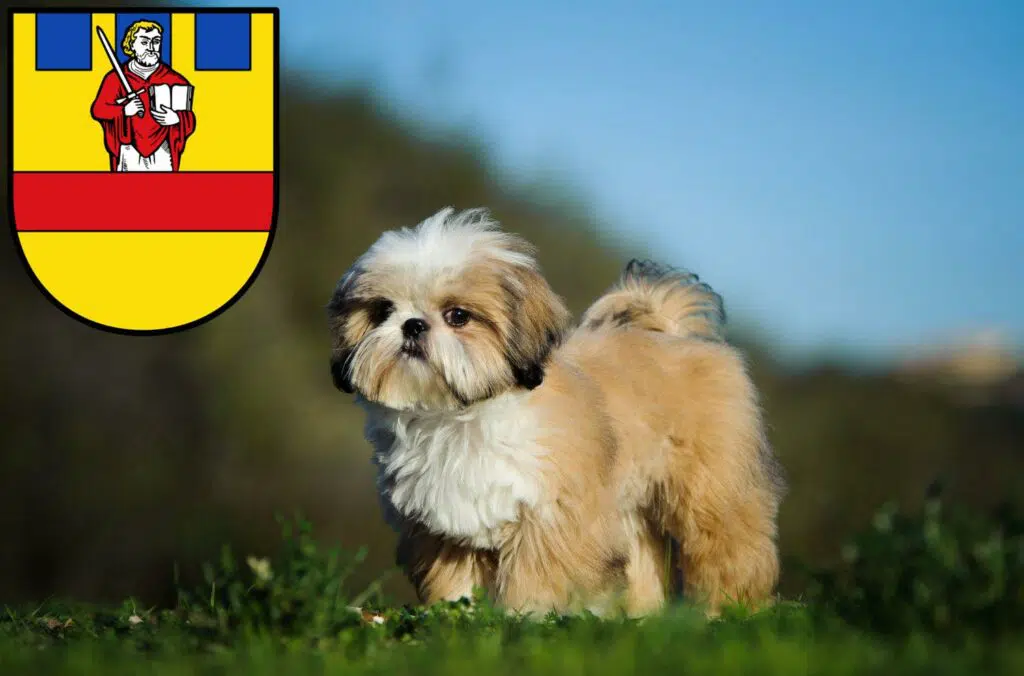 Shih Tzu Züchter mit Welpen Cloppenburg, Niedersachsen