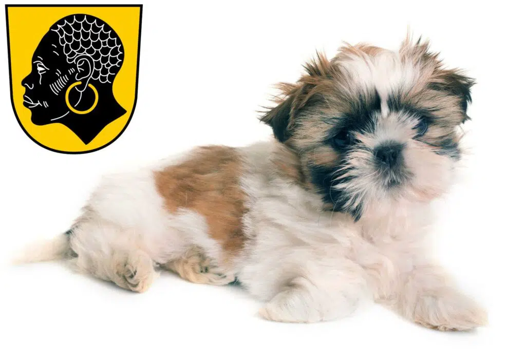 Shih Tzu Züchter mit Welpen Coburg, Bayern