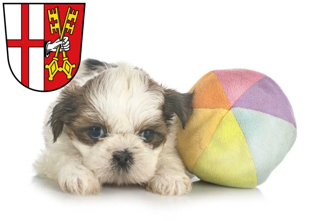 Shih Tzu Züchter mit Welpen Cochem, Rheinland-Pfalz