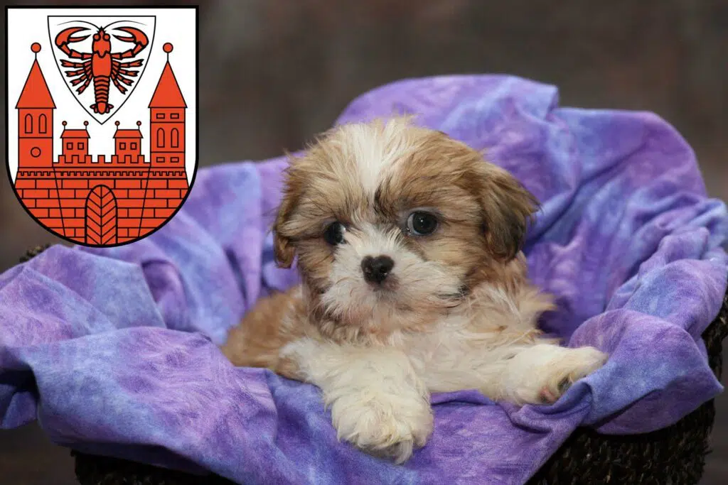 Shih Tzu Züchter mit Welpen Cottbus, Brandenburg