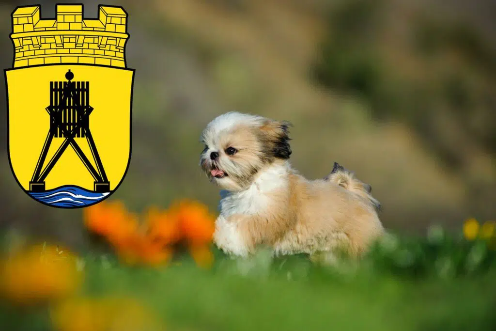 Shih Tzu Züchter mit Welpen Cuxhaven, Niedersachsen
