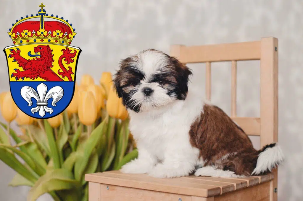 Shih Tzu Züchter mit Welpen Darmstadt, Hessen
