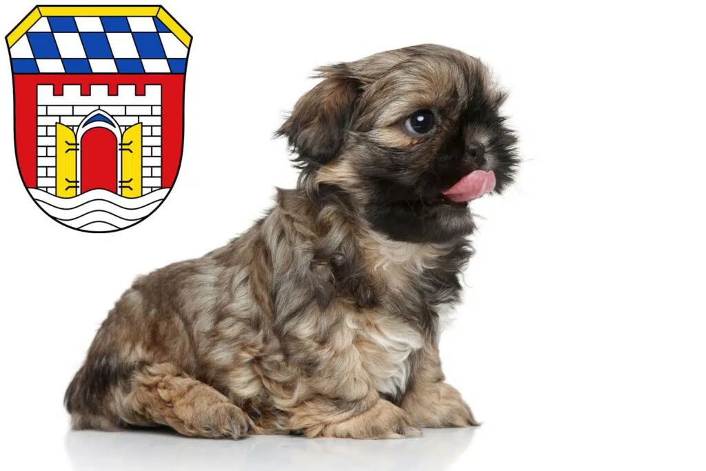 Shih Tzu Züchter mit Welpen Deggendorf, Bayern