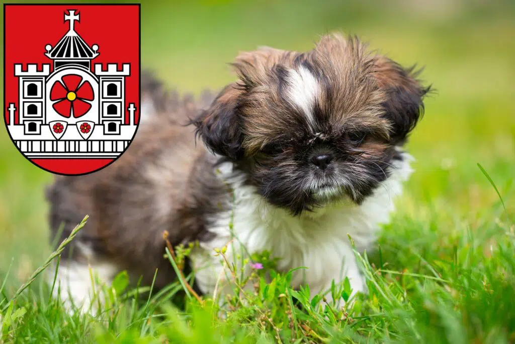 Shih Tzu Züchter mit Welpen Detmold, Nordrhein-Westfalen