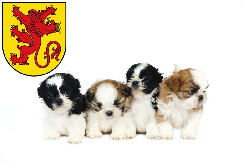 Shih Tzu Züchter mit Welpen Diepholz, Niedersachsen