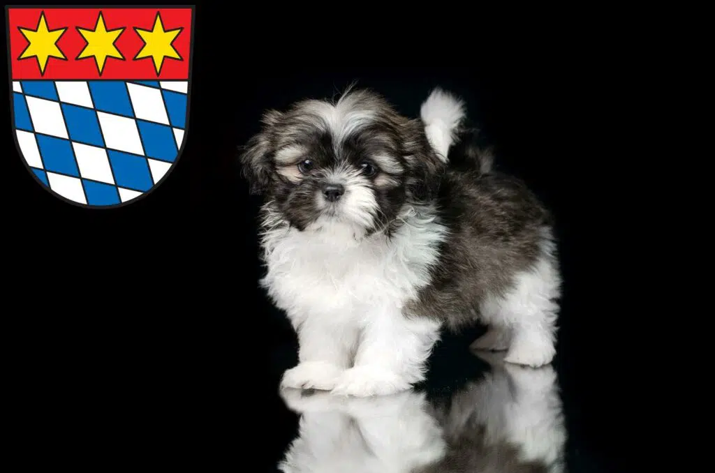Shih Tzu Züchter mit Welpen Dingolfing, Bayern