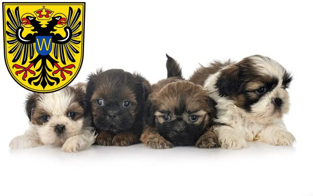 Shih Tzu Züchter mit Welpen Donauwörth, Bayern