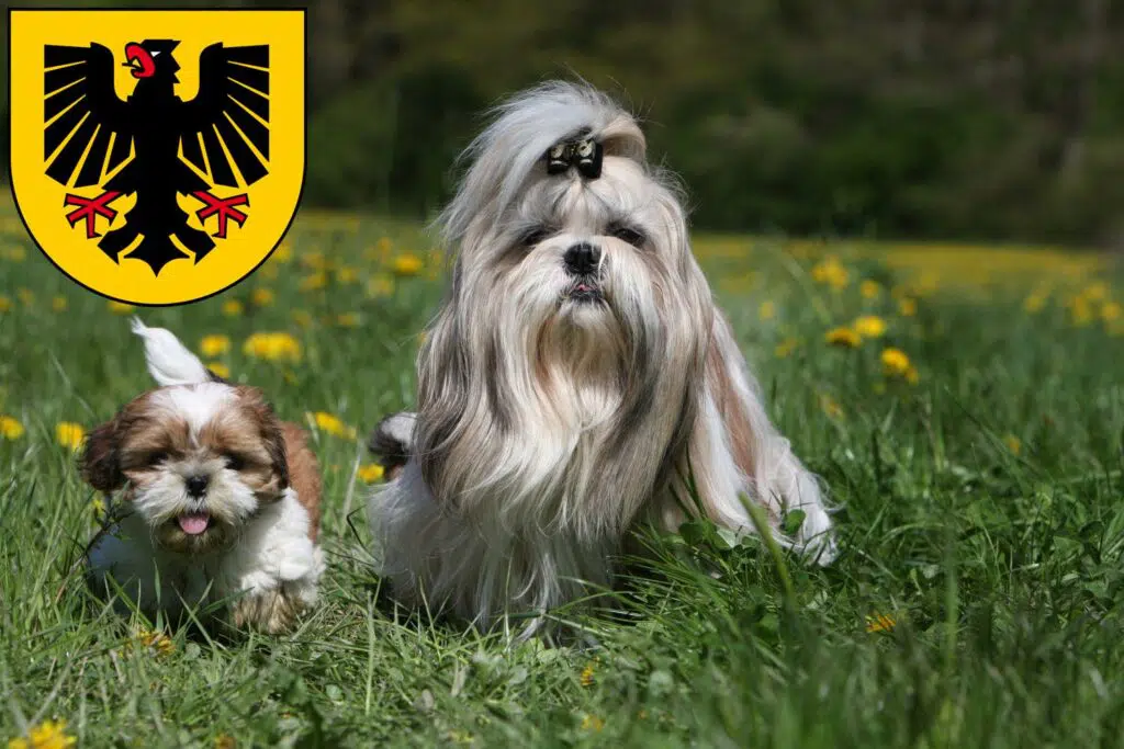 Shih Tzu Züchter mit Welpen Dortmund, Nordrhein-Westfalen