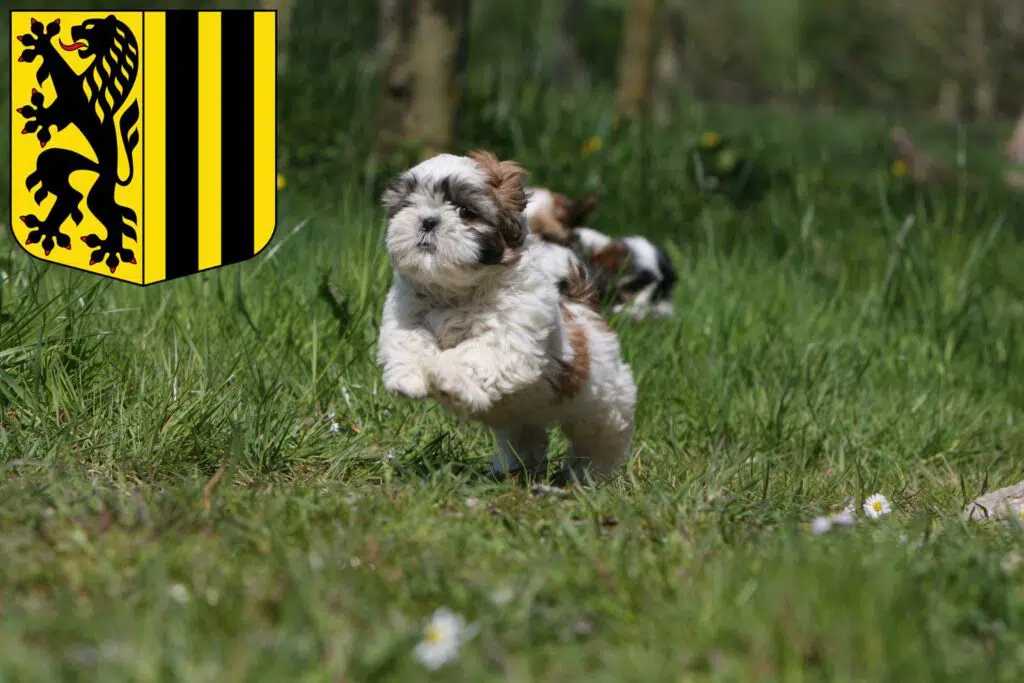 Shih Tzu Züchter mit Welpen Dresden, Sachsen