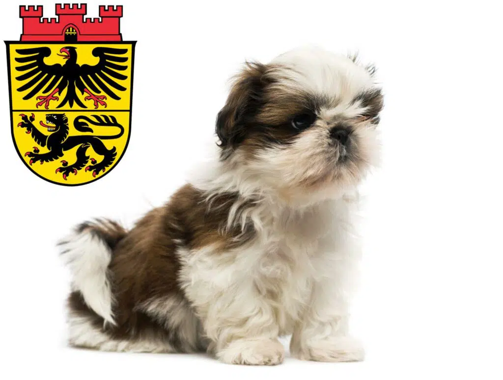Shih Tzu Züchter mit Welpen Düren, Nordrhein-Westfalen