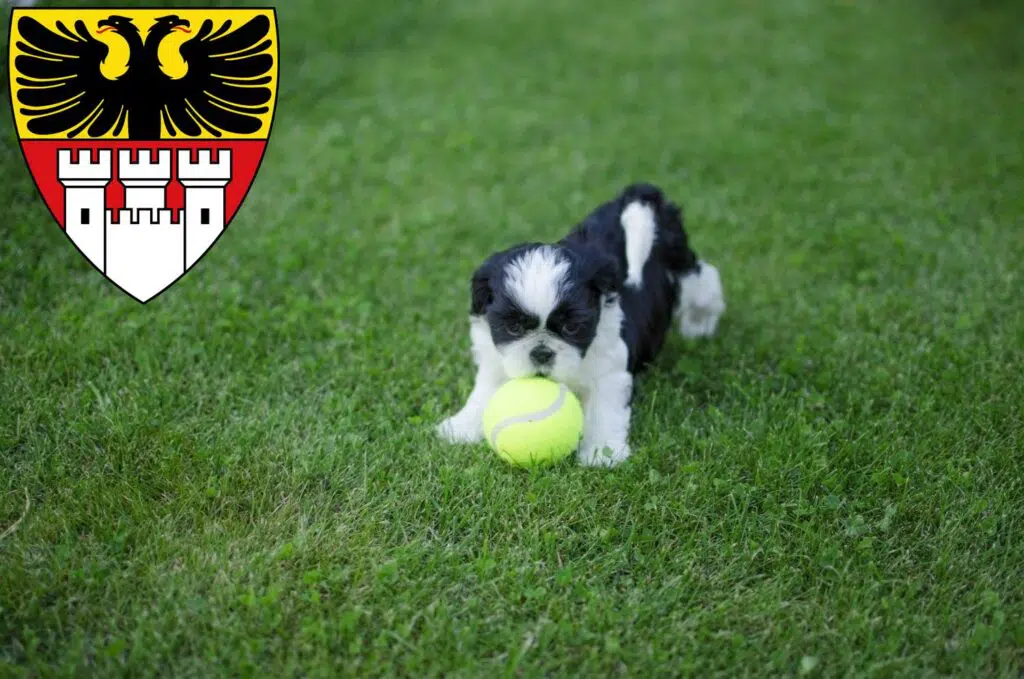 Shih Tzu Züchter mit Welpen Duisburg, Nordrhein-Westfalen