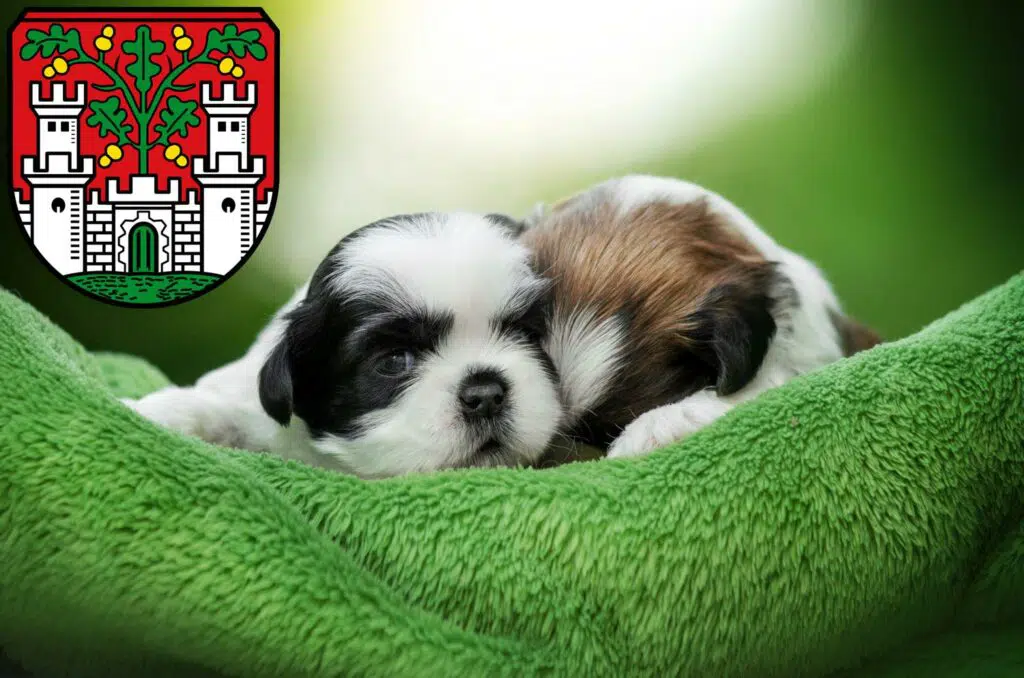 Shih Tzu Züchter mit Welpen Eichstätt, Bayern