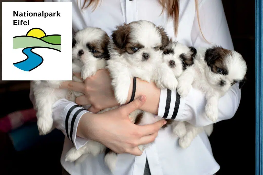 Shih Tzu Züchter mit Welpen Eifel, Rheinland-Pfalz