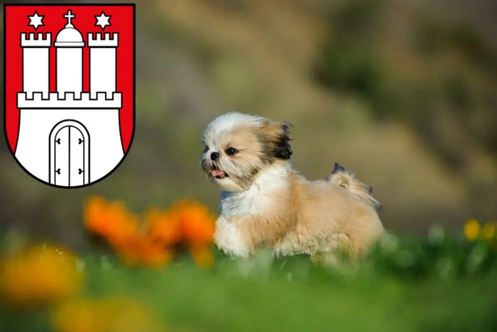 Shih Tzu Züchter mit Welpen Eimsbüttel, Hamburg