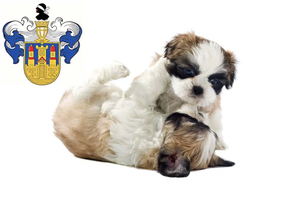 Shih Tzu Züchter mit Welpen Eisenberg (Thüringen), Thüringen