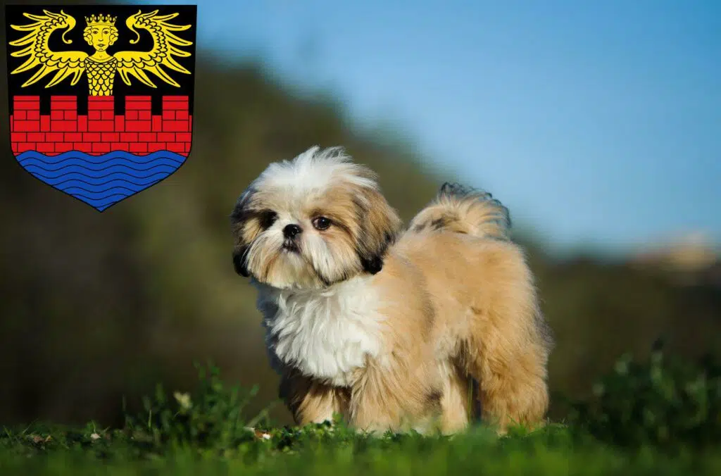 Shih Tzu Züchter mit Welpen Emden, Niedersachsen