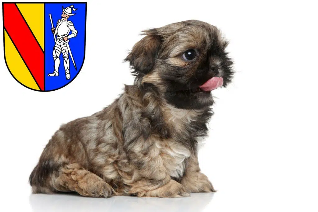 Shih Tzu Züchter mit Welpen Emmendingen, Baden-Württemberg