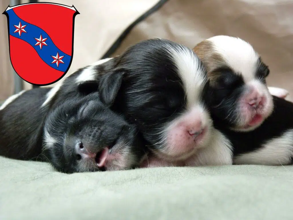 Shih Tzu Züchter mit Welpen Erbach (Odenwald), Hessen