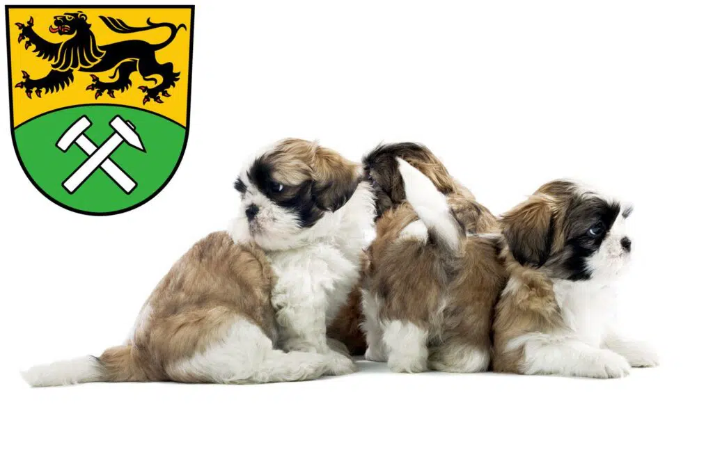 Shih Tzu Züchter mit Welpen Erzgebirge, Sachsen