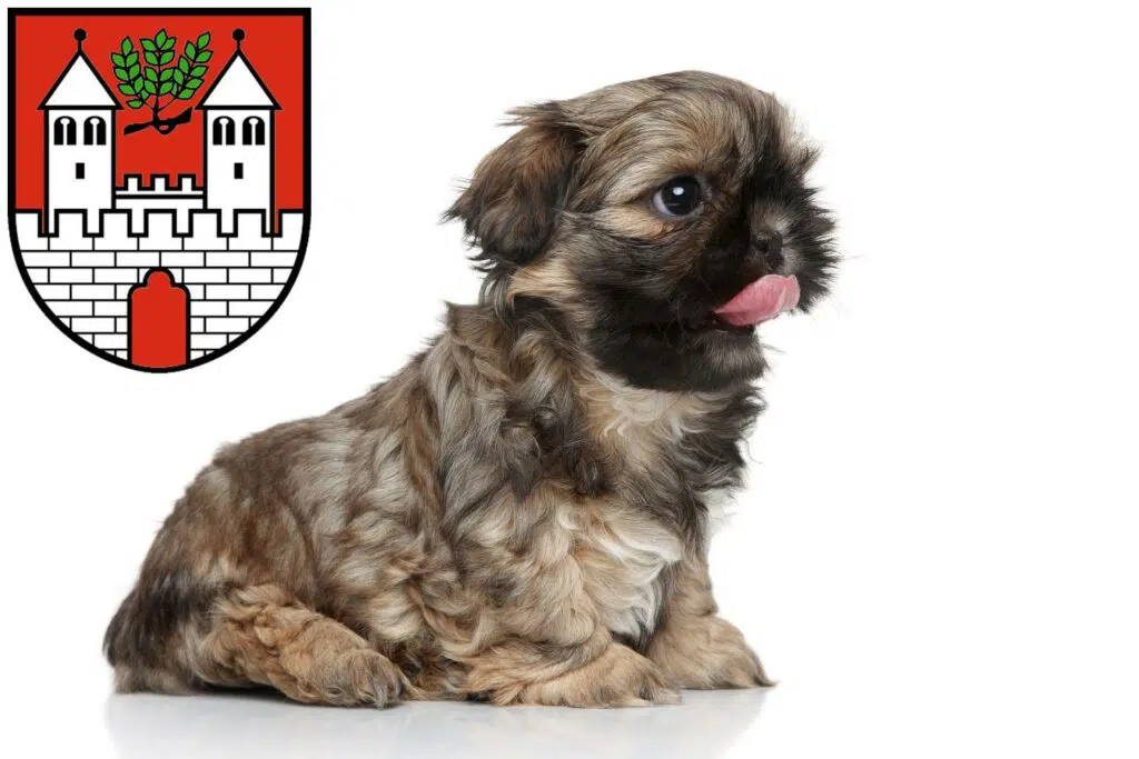 Shih Tzu Züchter mit Welpen Eschwege, Hessen