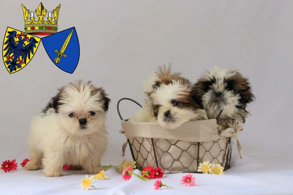 Shih Tzu Züchter mit Welpen Essen, Nordrhein-Westfalen