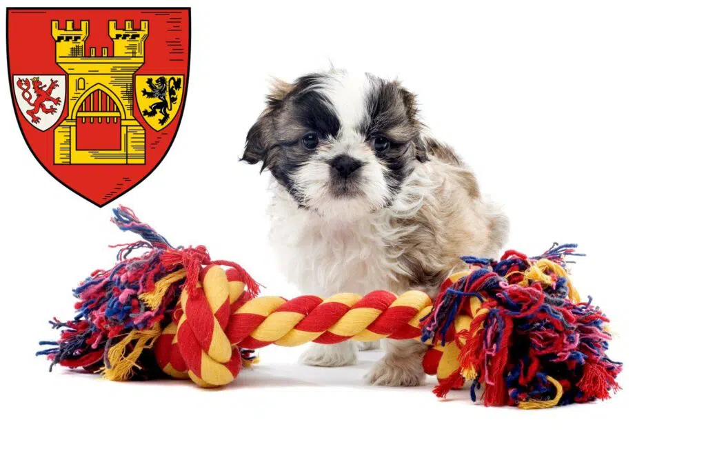 Shih Tzu Züchter mit Welpen Euskirchen, Nordrhein-Westfalen