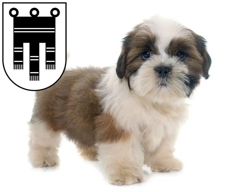 Shih Tzu Züchter mit Welpen Feldkirch, Österreich