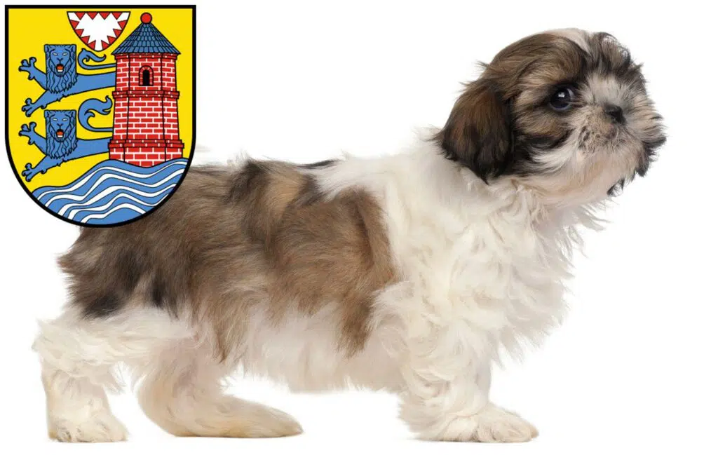 Shih Tzu Züchter mit Welpen Flensburg, Schleswig-Holstein