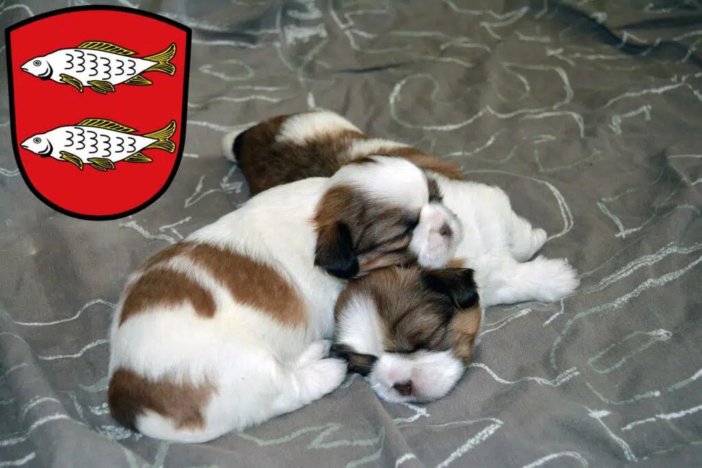 Shih Tzu Züchter mit Welpen Forchheim, Bayern