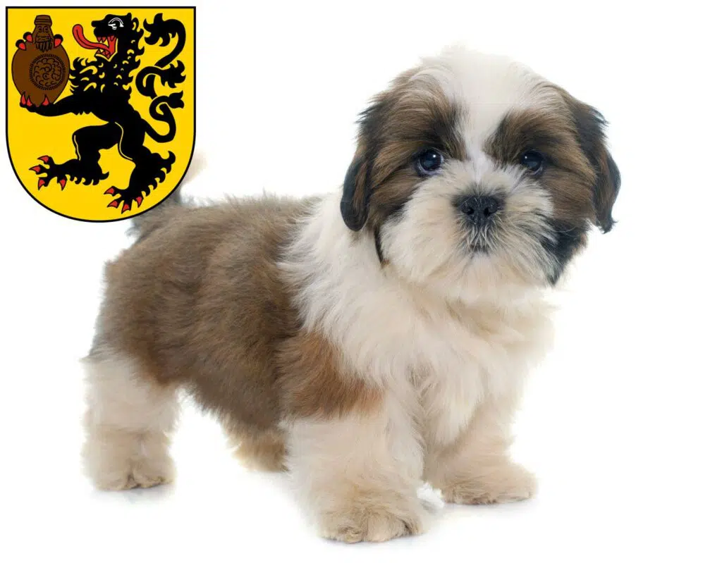 Shih Tzu Züchter mit Welpen Frechen, Nordrhein-Westfalen