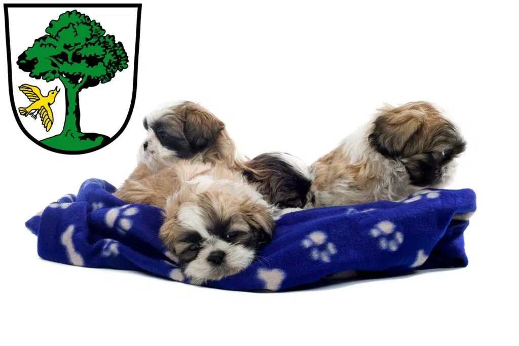 Shih Tzu Züchter mit Welpen Freyung, Bayern