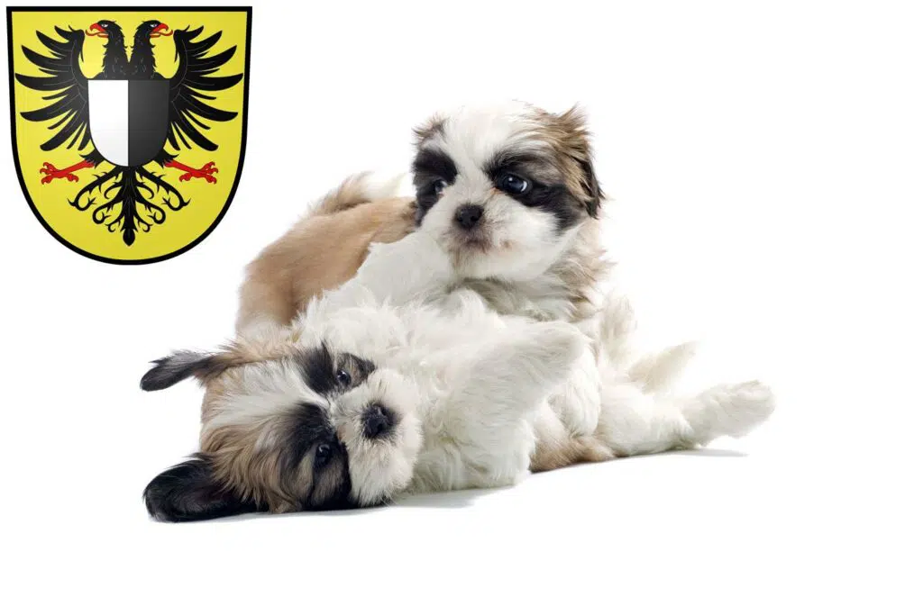 Shih Tzu Züchter mit Welpen Friedberg (Hessen), Hessen