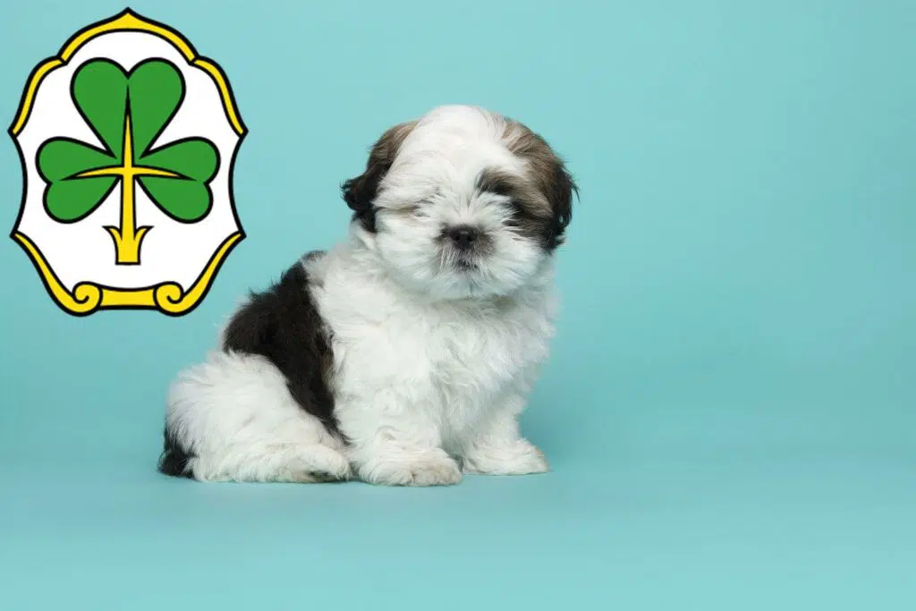 Shih Tzu Züchter mit Welpen Fürth, Bayern