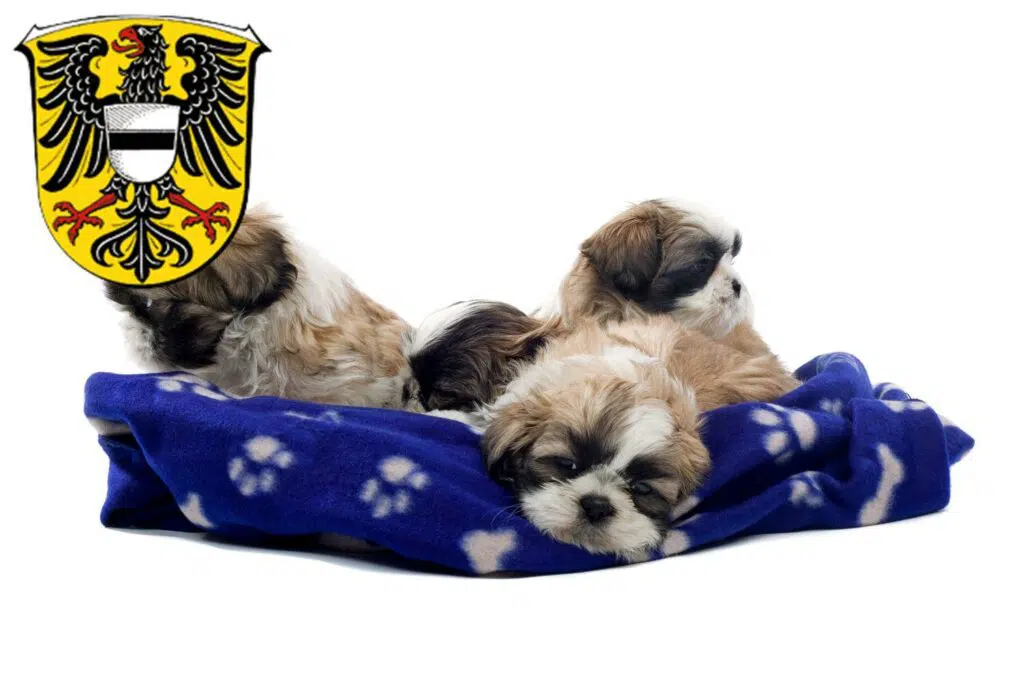 Shih Tzu Züchter mit Welpen Gelnhausen, Hessen