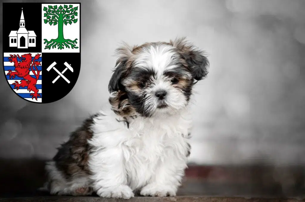 Shih Tzu Züchter mit Welpen Gelsenkirchen, Nordrhein-Westfalen