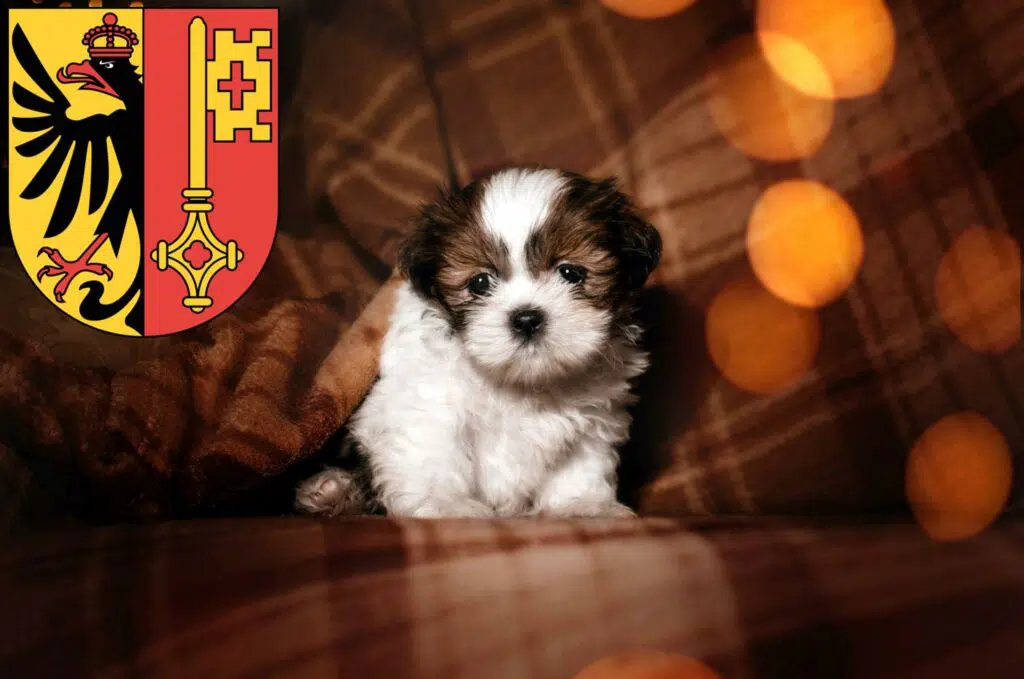 Shih Tzu Züchter mit Welpen Genf, Schweiz