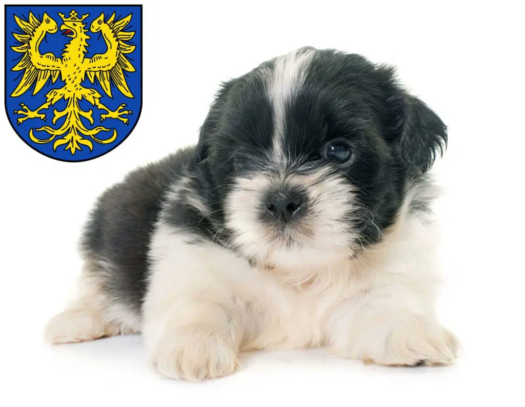 Shih Tzu Züchter mit Welpen Germersheim, Rheinland-Pfalz